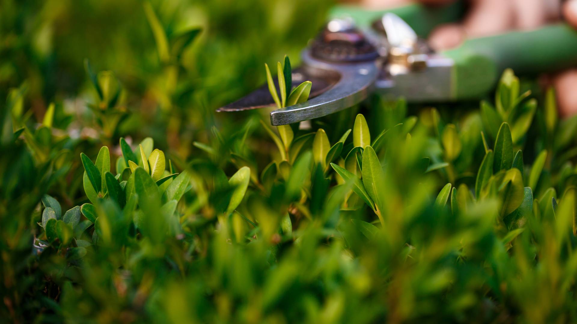 CONSEJOS PARA DISFRUTAR EL JARDÍN EN EL MES DE SEPTIEMBRE