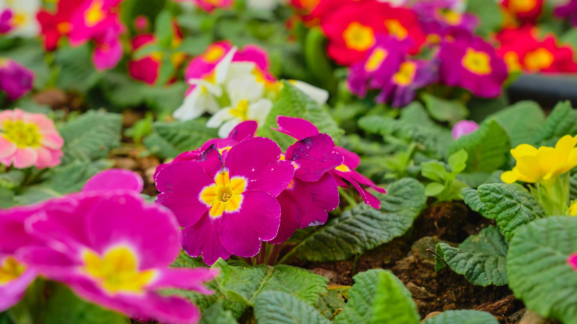 DESPUÉS DE LA PREPARACIÓN DEL JARDÍN, ¡ES HORA DE PLANTAR NUEVAS ADQUISICIONES!