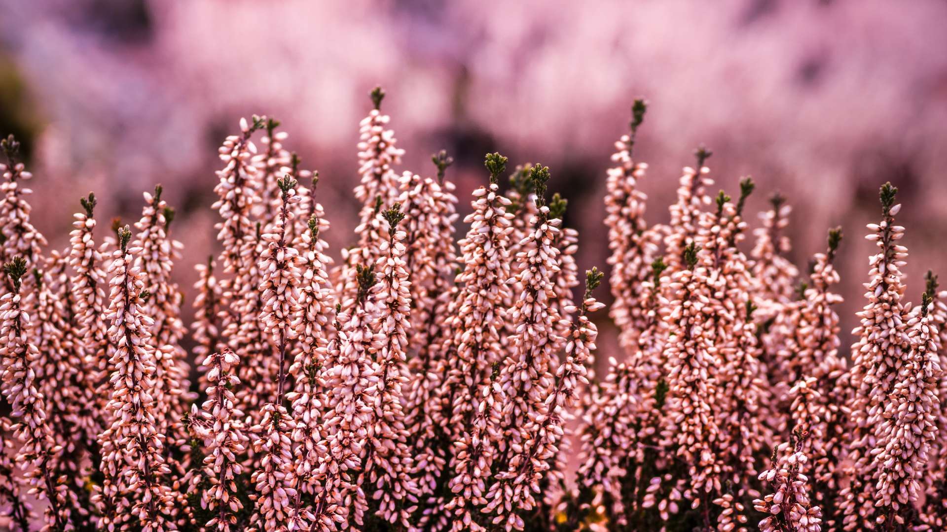 PLANTAS CON FLORES EN ENERO