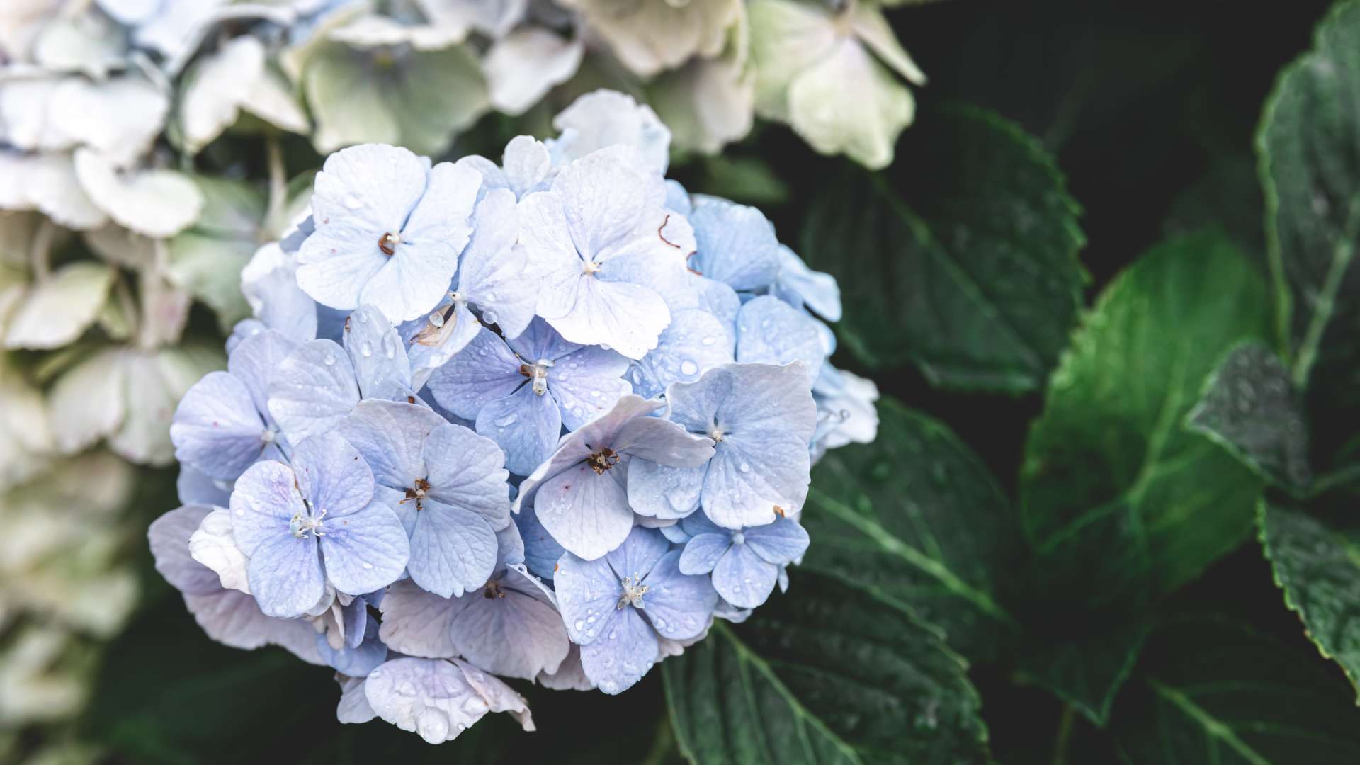 ¿QUIERES SABERLO TODO SOBRE LAS HORTENSIAS?