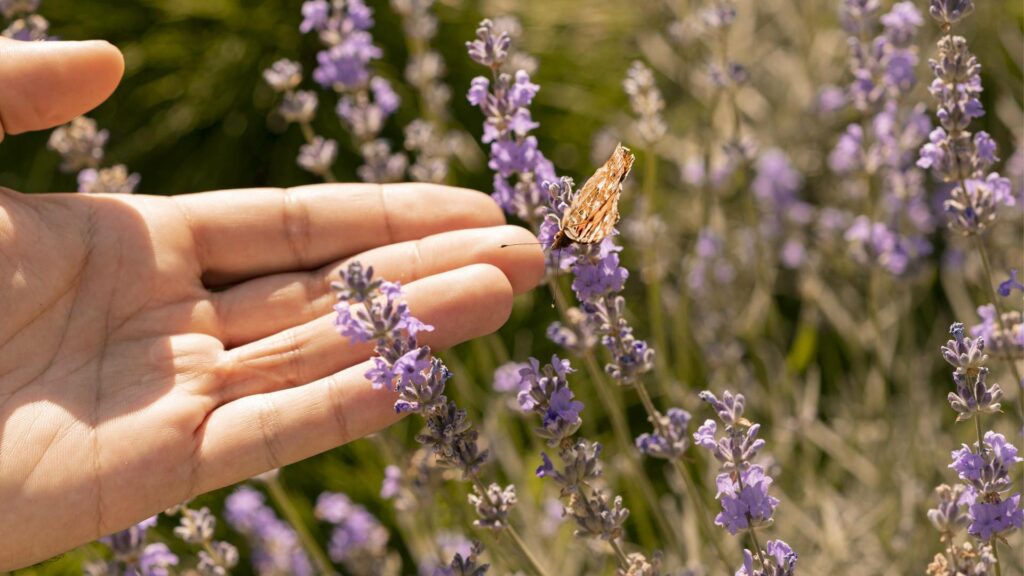 lavanda_viver-jardin