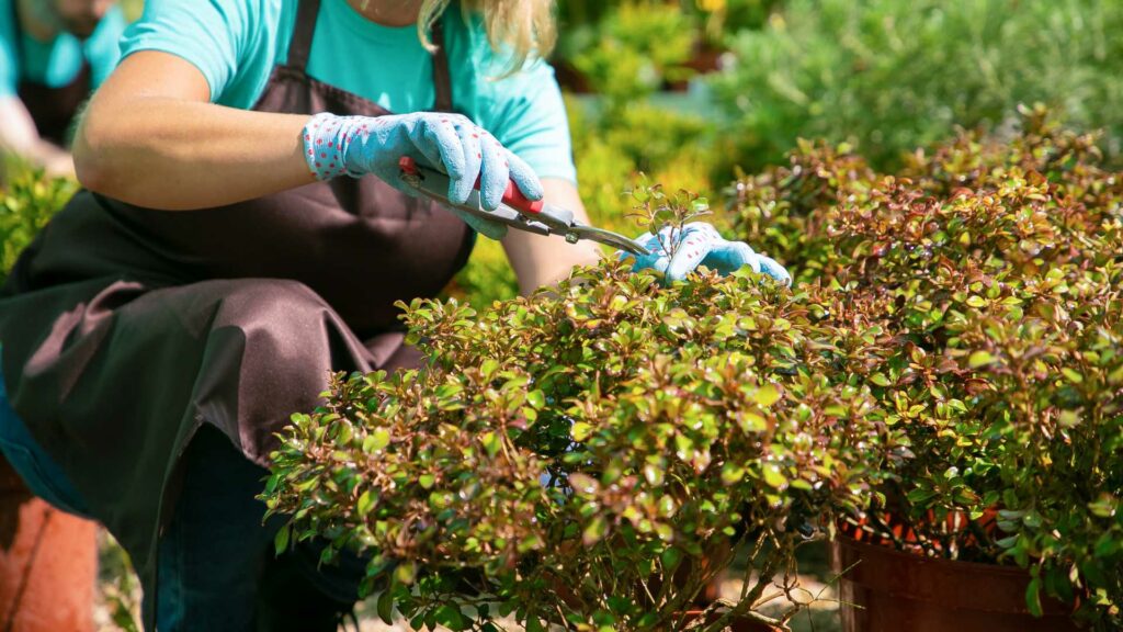 mantenimiento-jardines_viver-jardin