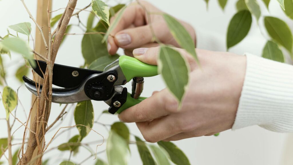 pinzamiento-injertos_viver-jardin