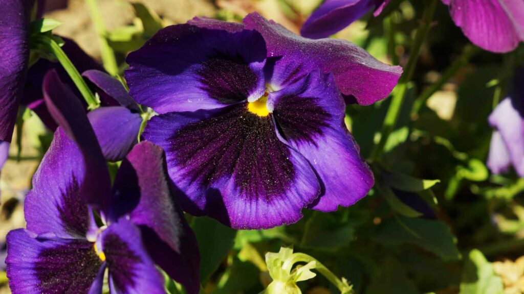 pensamientos-agosto_viver-jardin